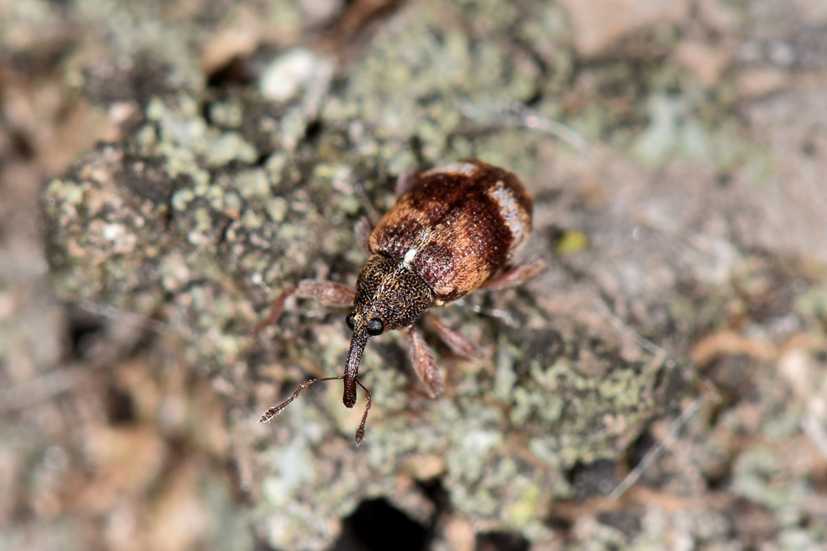 Curculionidae: Anthonomus pedicularius? Si.